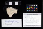 Foto (Objekt + Etikett) von Paguroidea indet.  (NHMW-GEO-2017-0089-0042)